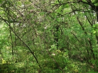 rco Cosentini-20110417 009